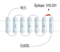 NMUR1 (extracellular) Blocking Peptide