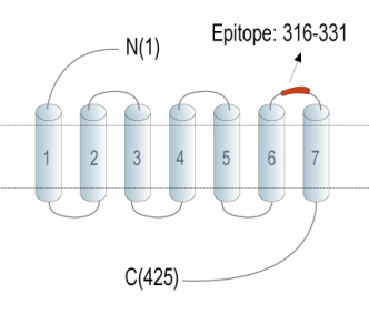 NMUR1 (extracellular) Blocking Peptide