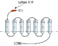 Anti-NMUR2 (extracellular) Antibody