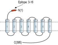 Anti-NMUR2 (extracellular) Antibody
