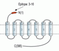 NMUR2 (extracellular) Blocking Peptide