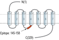 Anti-NPBWR1 Antibody