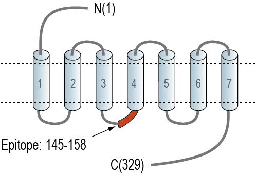 Anti-NPBWR1 Antibody