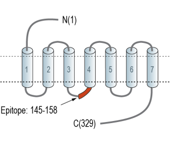 NPBWR1 Blocking Peptide