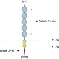 Anti-N-Cadherin Antibody