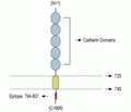N-Cadherin Blocking Peptide