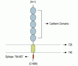N-Cadherin Blocking Peptide