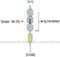 Anti-Neuroplastin (extracellular) Antibody