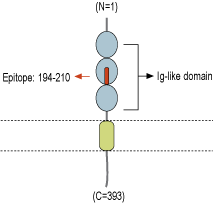 Anti-Neuroplastin (extracellular) Antibody