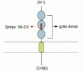 Neuroplastin (extracellular) Blocking Peptide