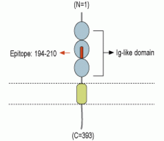 Neuroplastin (extracellular) Blocking Peptide