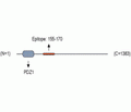 Periaxin Blocking Peptide