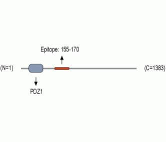 Periaxin Blocking Peptide