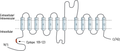 Anti-SV2A Antibody