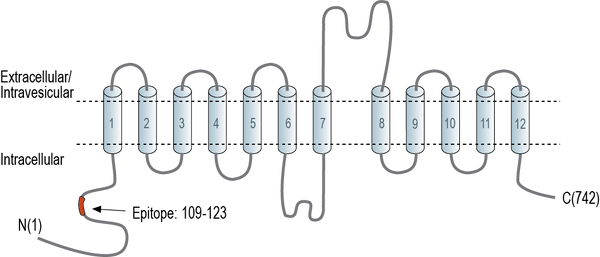 Anti-SV2A Antibody