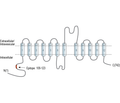 SV2A Blocking Peptide