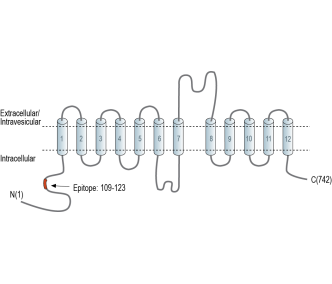 SV2A Blocking Peptide