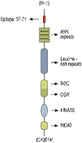 Anti-LRRK1 Antibody