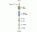 LRRK1 Blocking Peptide
