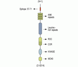 LRRK1 Blocking Peptide
