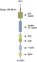 Anti-LRRK2 Antibody