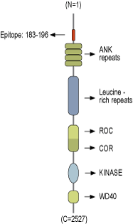 Anti-LRRK2 Antibody