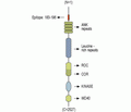 LRRK2 Blocking Peptide