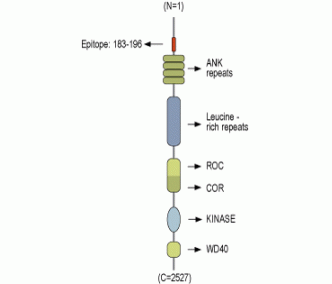 LRRK2 Blocking Peptide