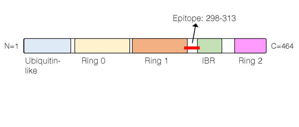Anti-Parkin Antibody
