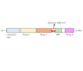 Parkin Blocking Peptide