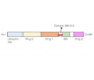 Parkin Blocking Peptide