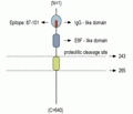 NRG1/Neuregulin-1 (extracellular) Blocking Peptide