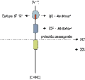 Anti-NRG1 (Neuregulin-1) (extracellular) Antibody