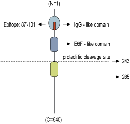 Anti-NRG1 (Neuregulin-1) (extracellular) Antibody