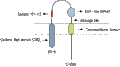 Anti-NRG1 Type III (extracellular) Antibody