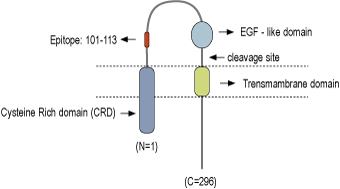 Anti-NRG1 Type III (extracellular) Antibody