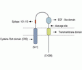 NRG1 Type III (extracellular) Blocking Peptide