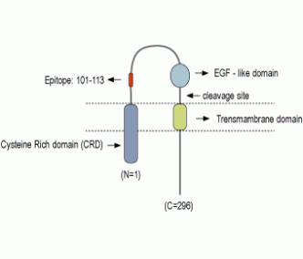 NRG1 Type III (extracellular) Blocking Peptide