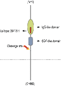 Anti-NRG2 (extracellular) Antibody