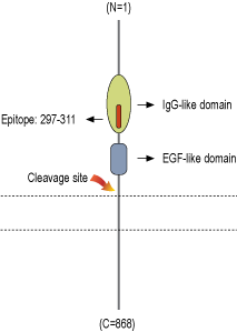 Anti-NRG2 (extracellular) Antibody