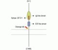 NRG2 (extracellular) Blocking Peptide