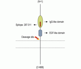 NRG2 (extracellular) Blocking Peptide