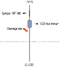 Anti-NRG3 (extracellular) Antibody