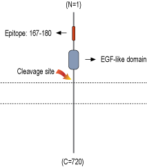 Anti-NRG3 (extracellular) Antibody