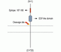 NRG3 (extracellular) Blocking Peptide