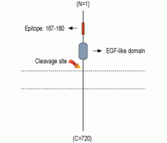 NRG3 (extracellular) Blocking Peptide