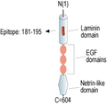 Anti-Netrin-1 Antibody