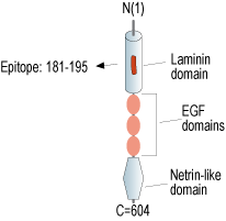 Anti-Netrin-1 Antibody