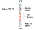 Netrin-1 Blocking Peptide