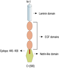 Anti-Netrin-3 Antibody